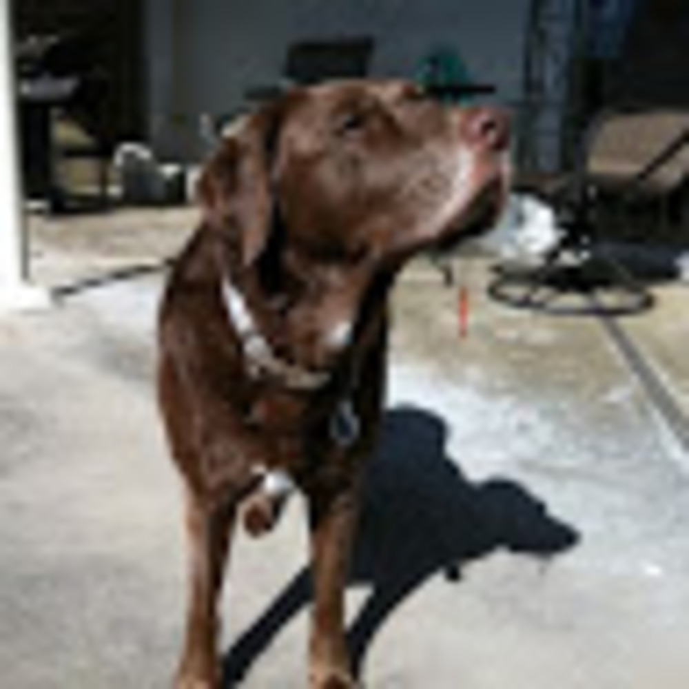 Meet your Posher, Janel